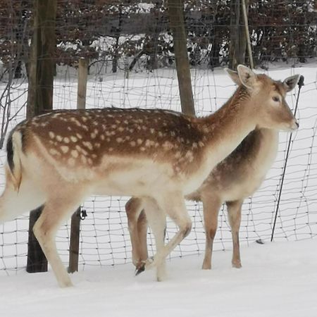 Herzfennerhof Mobilheim Auw bei Prum Zewnętrze zdjęcie